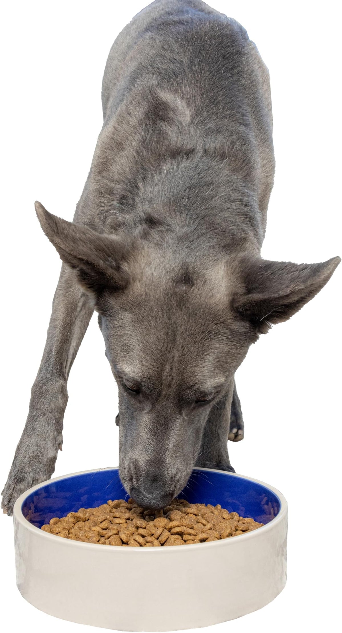 SPOT by Ethical Products – Ceramic Stoneware Pet Bowl for Cats and Small Dogs,Classic Heavy Duty Non Slip Ceramic Cat Dish Dog Bowls for Food and Water